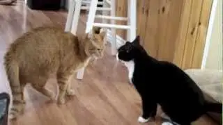 Epic Cat Battle