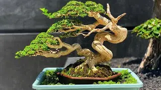 INSPIRASI BONSAI MELIUK UNIK DAN VIRAL KEBANYAKAN POHON SANCANG