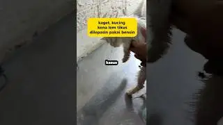 atasi kucing kena lem tikus #hewan #catlover #hewanpeliharaan #petlover #kucing #cat #drgeedvm