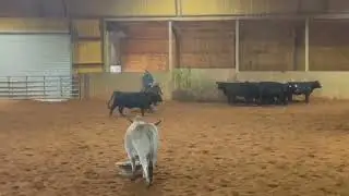 2025 NCHA Futurity Prospect For Sale Trained by Austin Shepard