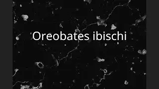 Oreobates ibischi