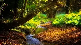 Babbling Forest Brook 🌿 Gentle Stream Sounds for Relaxation, Sleep & Focus