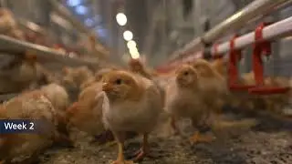 NivoMaxx® rearing system