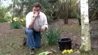 Daffodil Care
