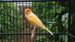 Самая МОЩНАЯ песня CANARY для ОБУЧЕНИЯ детеныша канарейки ❗❗