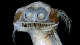 20 Unseen Sea Creatures: A Dive into the Unknown | UNSEEN CREATURES IN SEA