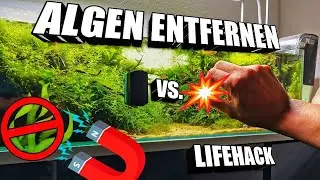 Algen entfernen von der Aquarium Scheibe | Aquascaping  lifehack