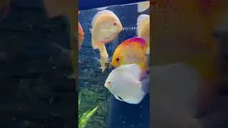 Discus color