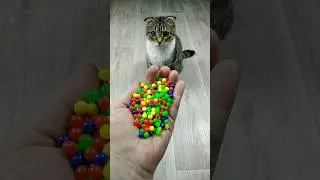 🐱📿 Reverse Video ASMR #reverse #marblerunandmore #asmr
