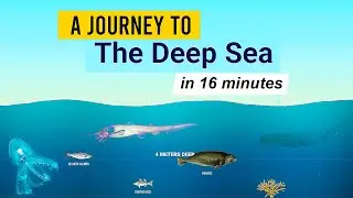 A Journey to THE DEEP SEA by Neal Agarwal | Neal.fun