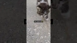 kitty found under my bed! #cat #kitten #kitty #animals #2026 #ytshorts #yt #viral #subscribe