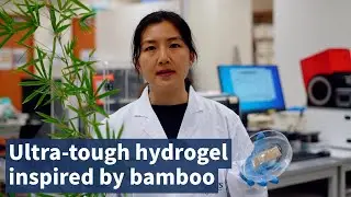 Ultra-tough hydrogel inspired by bamboo | CDE researchers create breakthrough material