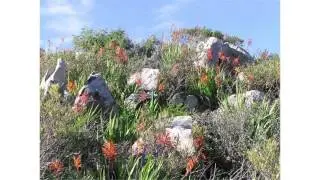 Tygerberg Nature Reserve