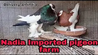 Nadia Imported pigeon farm | Sale Imported magpie pouter pigeon | pigeon sale | fancy pigeon farm