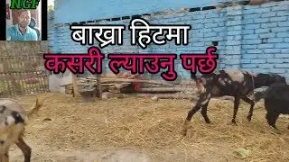 bakhra lai heat ma kasri lyaune? ngf