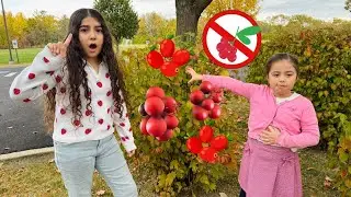 Опасные дикие фрукты🫐 Советы по безопасности пищевых продуктов для детей #детскиевидео #youtubeki...