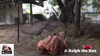 T-Rex Problems: The Hammock