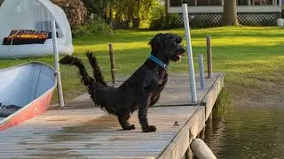 Disabled Dog Abandoned By The Lake Finally Feels Loved