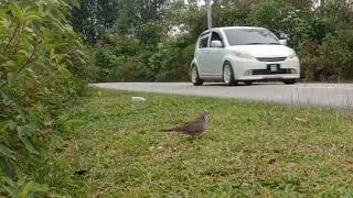 Full video||Pikat Tekukur Pesom tapaw 80 lebih #seni #warisan #tekukur #malaysia