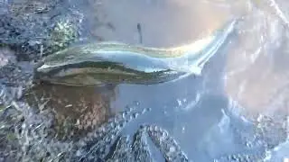 Premier poisson de la saison 2026