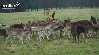 Fallow Deer in the Phoenix Park, Dublin, January 2026