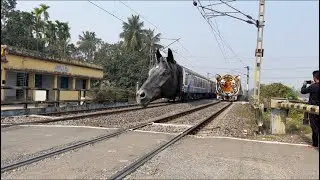 What is The Tiger Train? Who Will Beat The Horse Train? Let&rsquo;s see if you can 