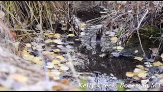 REUPLOAD: 2021 Kelly Creek Beaver Mimicry Pilot Project