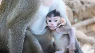 LIFE SMALL MONKEY MIA NEED MOM TAKE CARE AND CONGRATULATIONS MIA CAN JUMP FLUENTLY