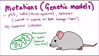 What are the primary causes of aging?