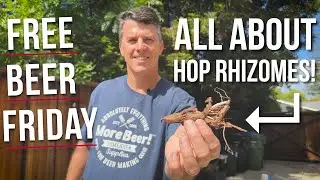 How to Plant Hop Rhizomes to Grow Hops for Homebrewing | Free Beer Friday