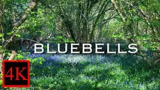 Bluebells. A 4K walk through an English bluebell wood. 4K virtual woodland walk