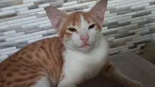 Little ploffy 