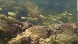 Underwater River Small Fish FREE STOCK FOOTAGE