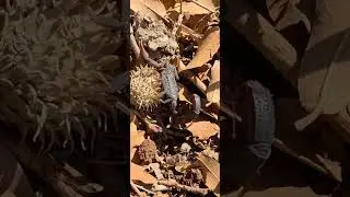Skorpion &ndash; najbardziej niezrozumiane zwierzę