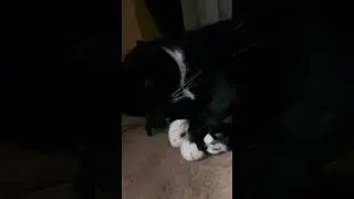 Purr. Cute Cat Purr. Cute Cat video for relaxation and deep sleep. Cute Cat purring in the dark
