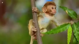 Cute Baby Monkey Rhesus Macaque | No music | No sounds