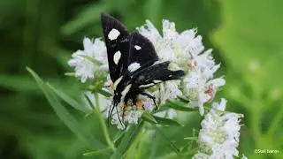 Eight-spotted Forester Moth