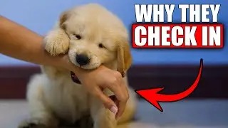 Why Golden Retrievers Suddenly &lsquo;Check In&rsquo; With You During Play