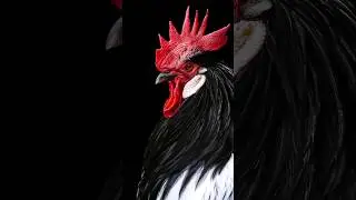 Top 5 beautiful chicken||#top5 #shorts 🤩🐓🐓