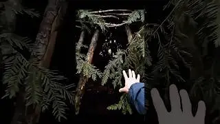 Welcome to my home in the woods.Built🌿#secretbase #foresthut