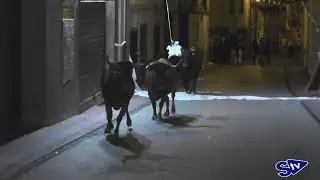 &Uacute;ltimo encierro de las Fiestas del Cristo de &Oacute;lvega '19