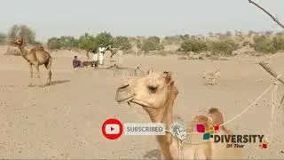 Tharparkar Camels Videos || Camels Of Tharparkar