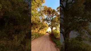 Birds along the path 🕊️🌿🚲
