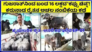 9740906446 Jafarabadi Buffalo Price ಈ ಬಲಿಷ್ಠ ತಳಿಯ ಎಮ್ಮೆಗಳು ಅತಿ ಹೆಚ್ಚು ಹಾಲು ಕೊಡುವುದಕ್ಕೆ ಹೆಸರುವಾಸಿ