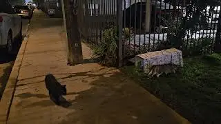 Epic Cat Trap Success &ndash; You Won't Believe How Fast!
