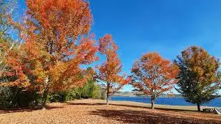 Cozy Autumn Ambience Wind in the Colorful Leaves (3 Hours)
