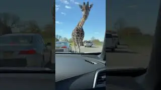 Giraffe Approaches a Car During Safari Ride