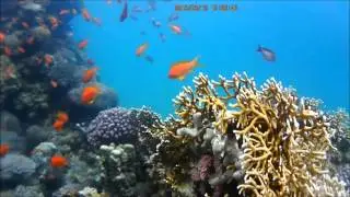 антиасы (Pseudanthias squamipinnis)