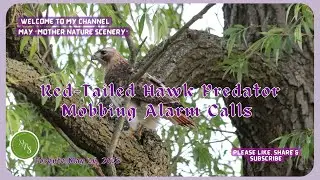 Red-Tailed Hawk Predator - Mobbing Alarm Calls, Toronto 2023.05.26