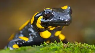 Fire Salamander / Rubber Jewel of European Forests